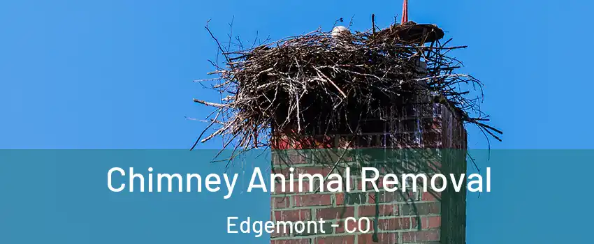 Chimney Animal Removal Edgemont - CO