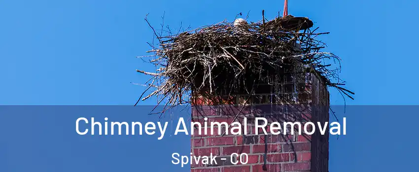 Chimney Animal Removal Spivak - CO