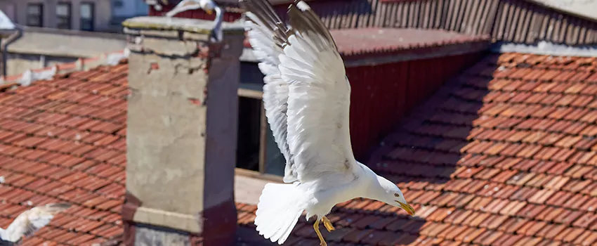 Residential Chimney Animal Removal Solution in Edgemont, CO