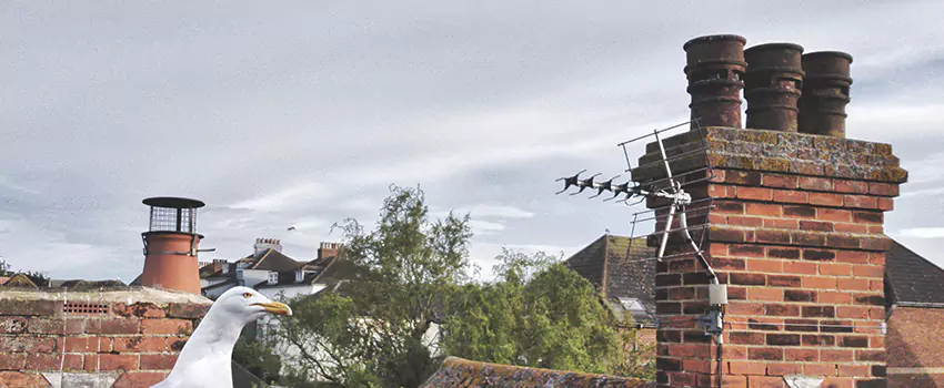 Chimney Cleaning And Restoration in Edgemont, Colorado